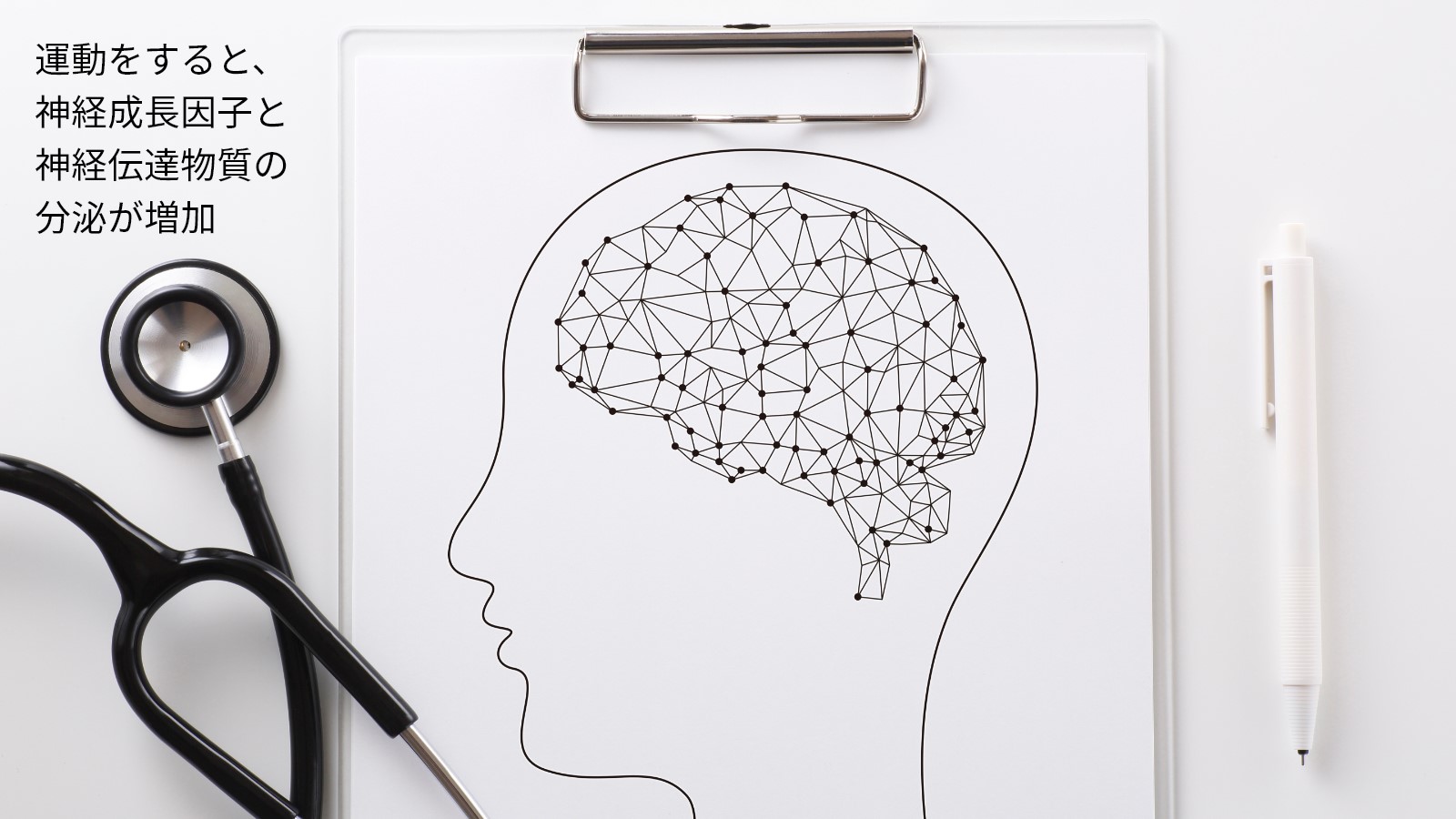 運動と神経成長因子・神経伝達物質