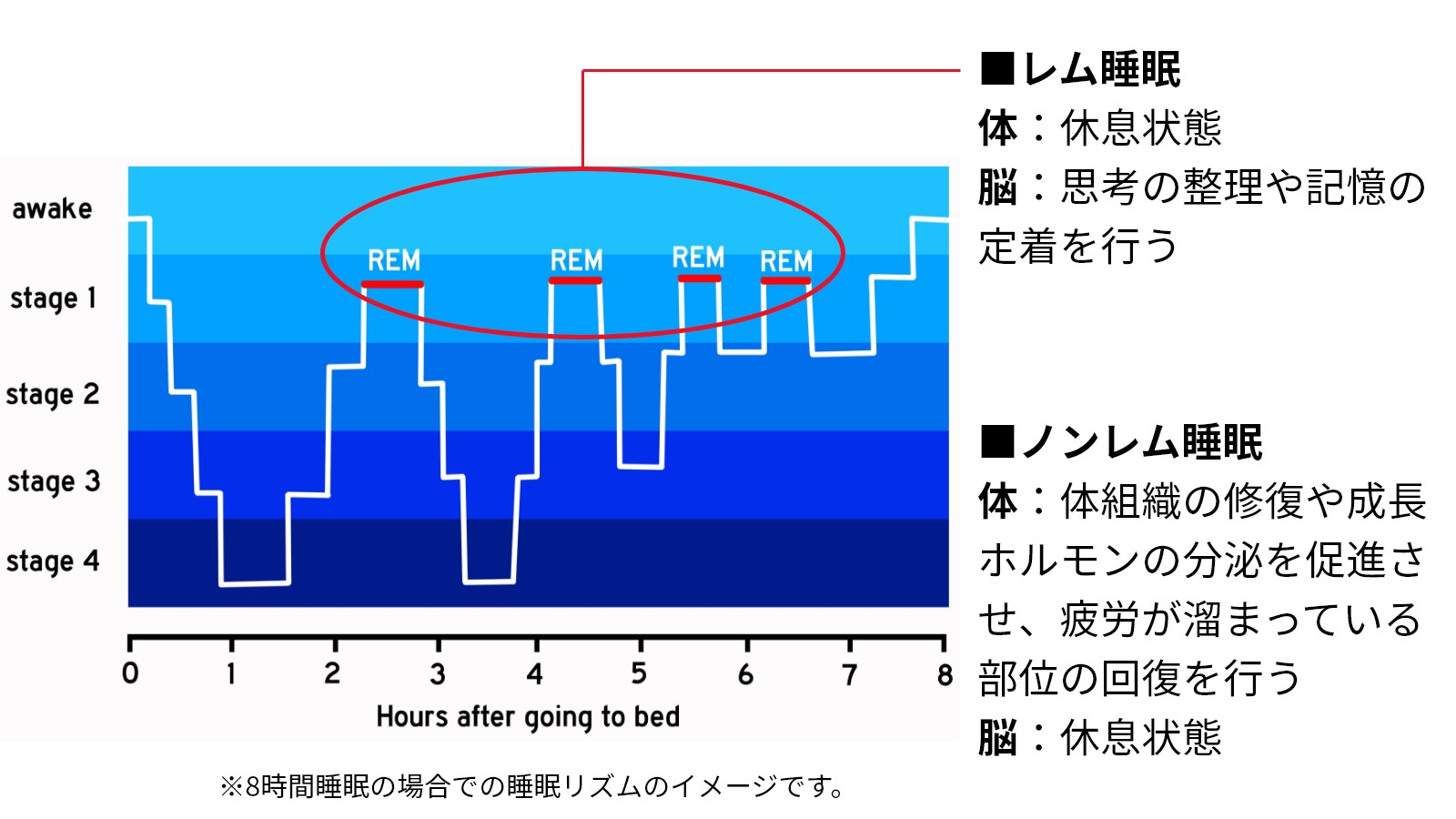 レム睡眠とノンレム睡眠