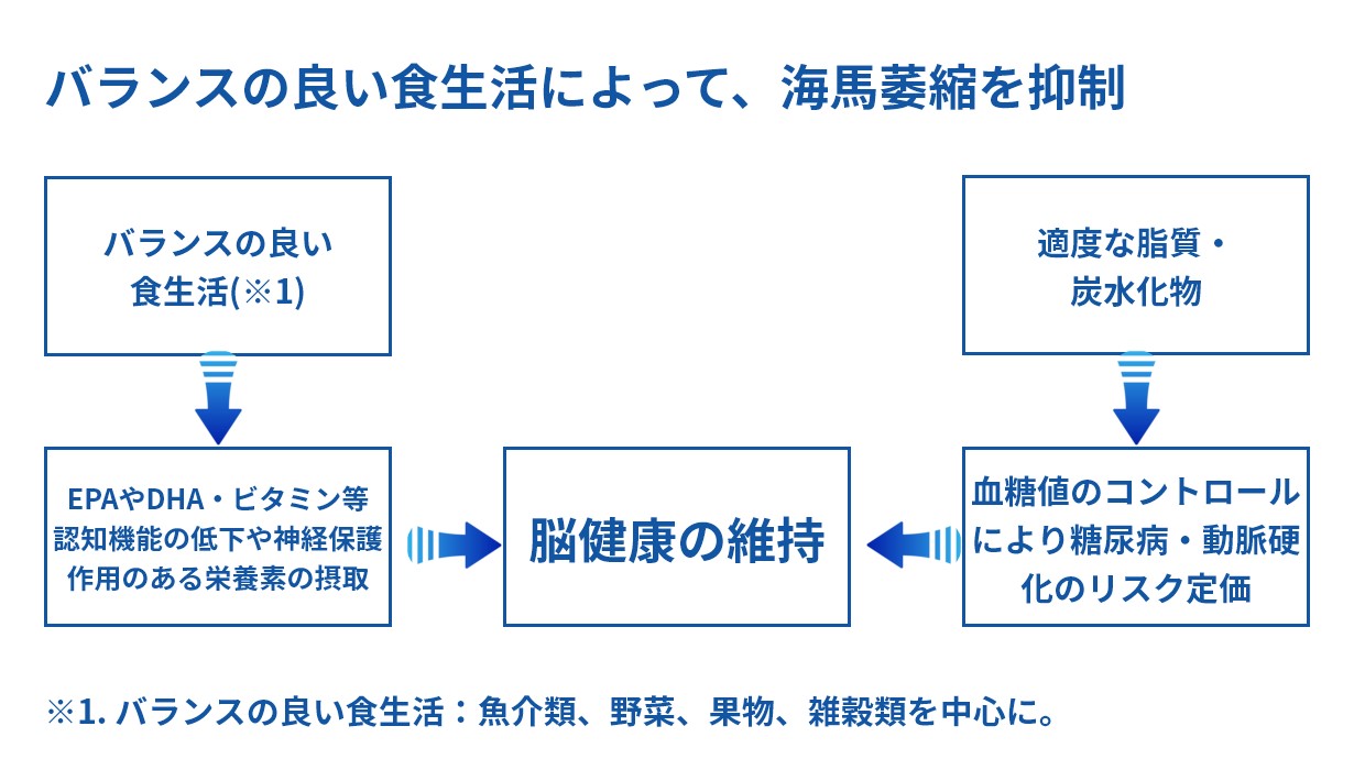 バランスの良い食生活と海馬