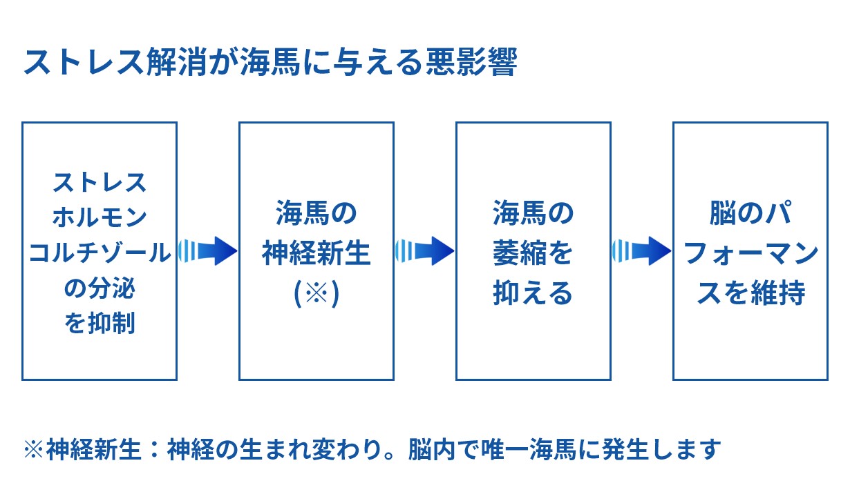 ストレス解消が海馬に与える影響