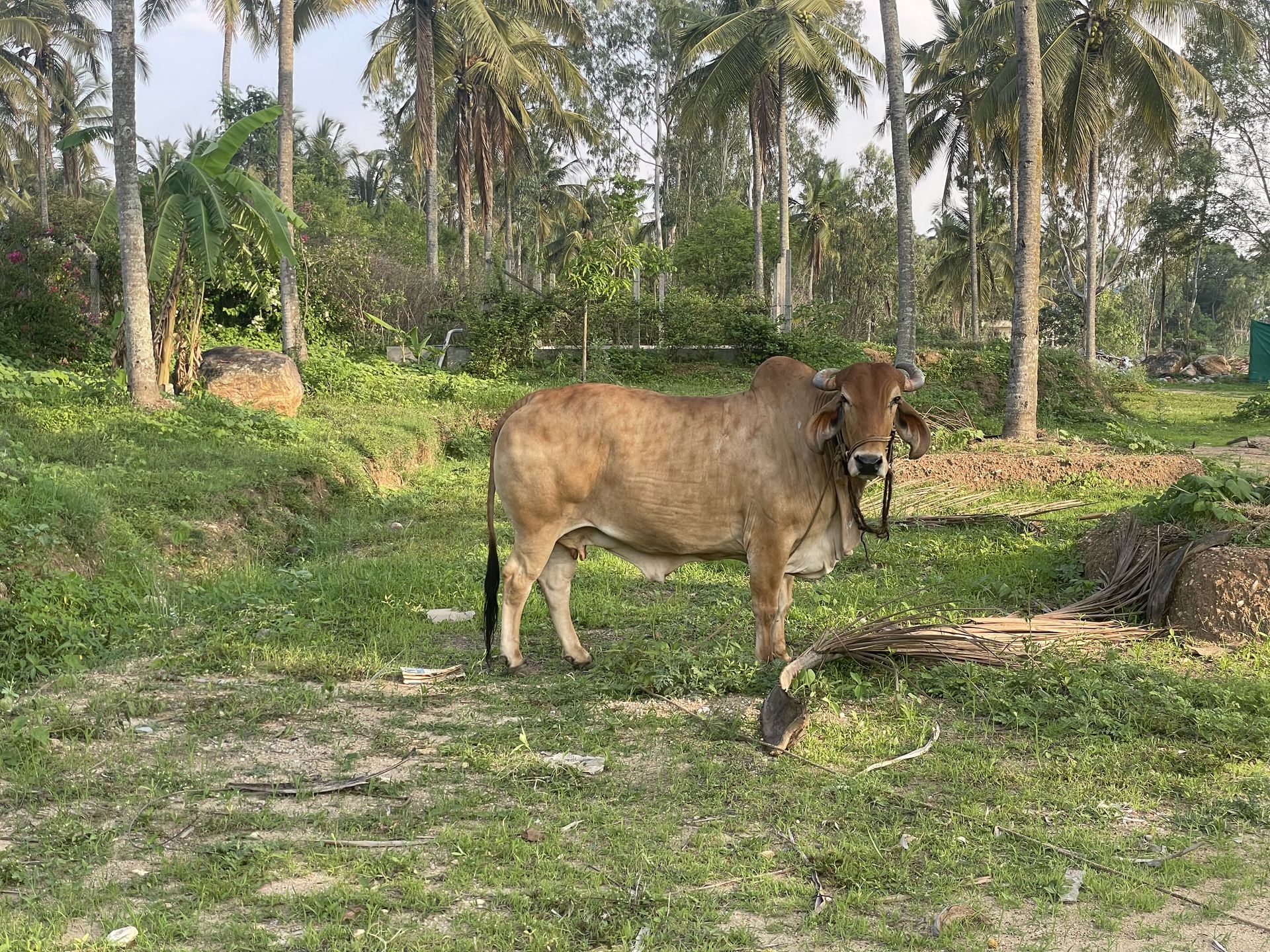 Rural Area Scenery