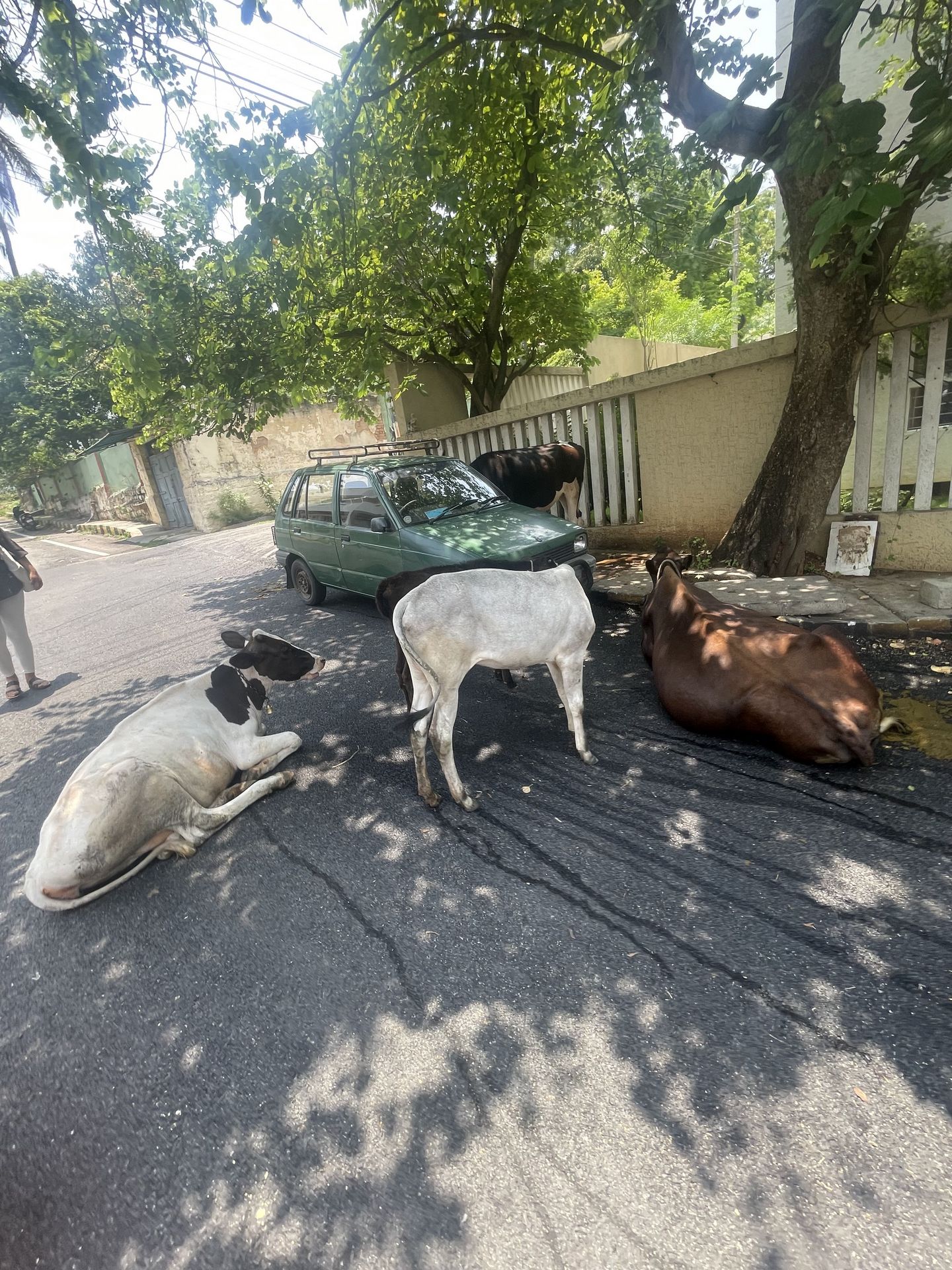Cows on the Street