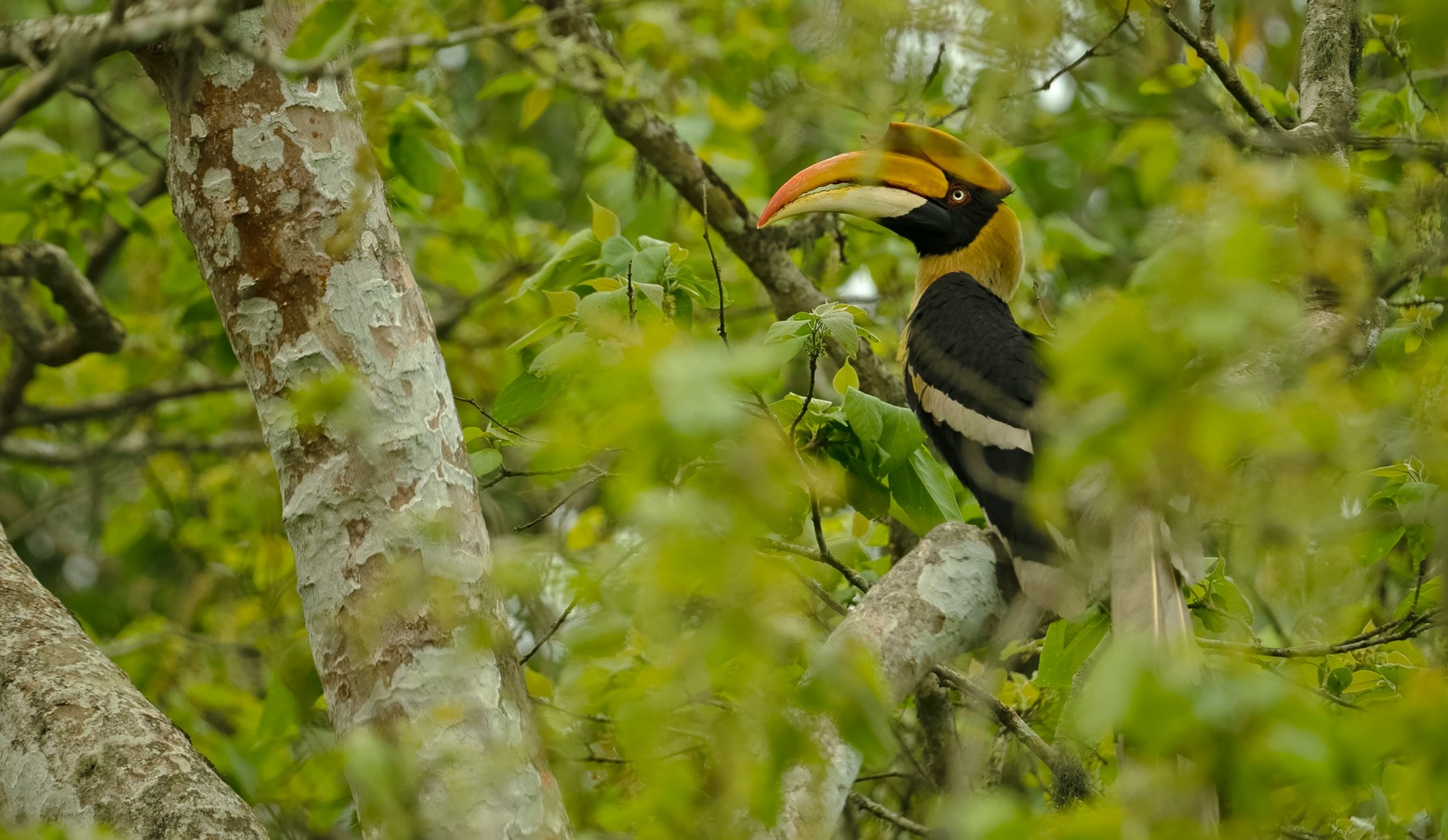 great hornbill in the forests of nameri national park