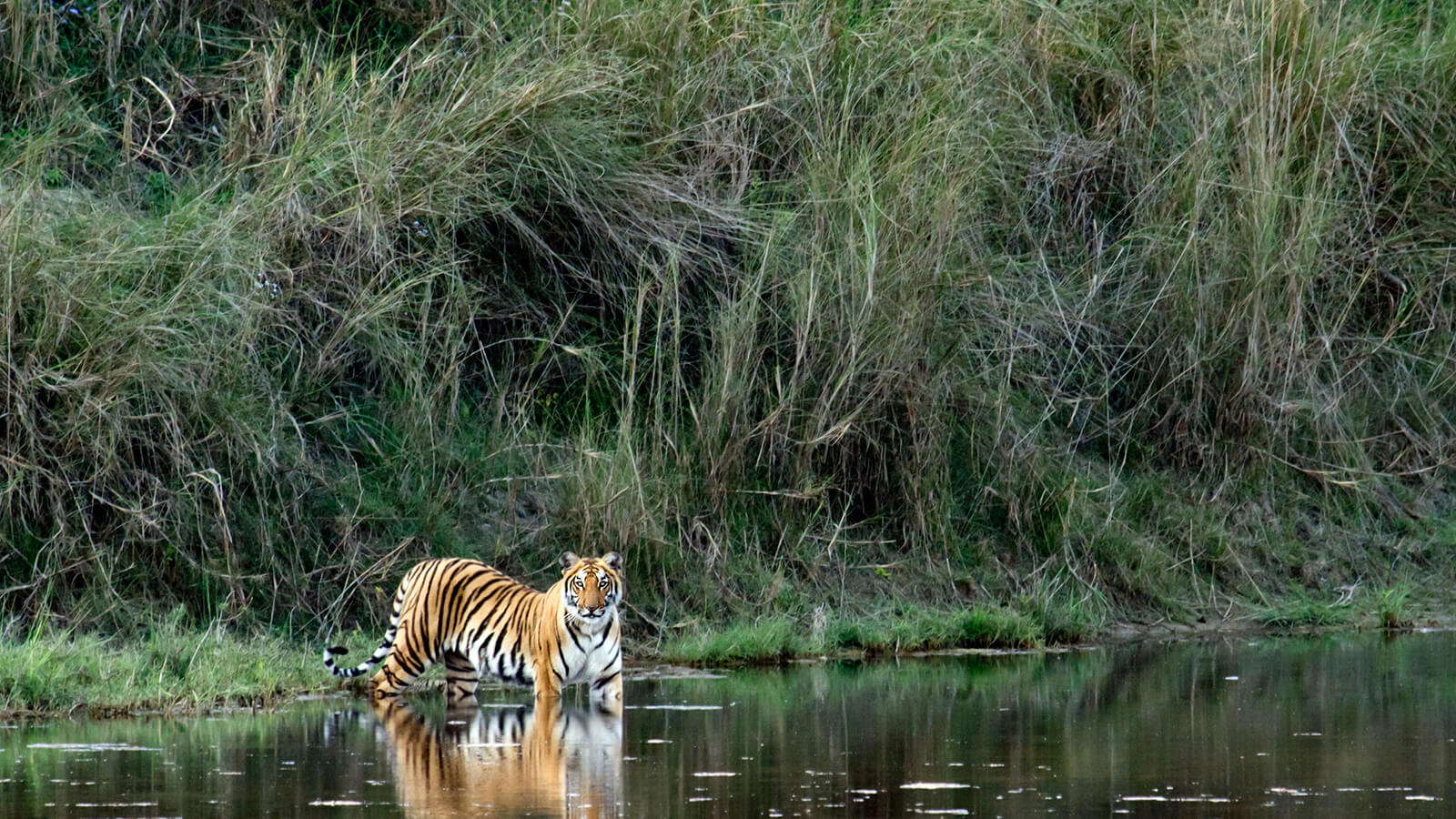 Tiger at Kaziranga - Wildlife and Tribal Tour of Northeast India