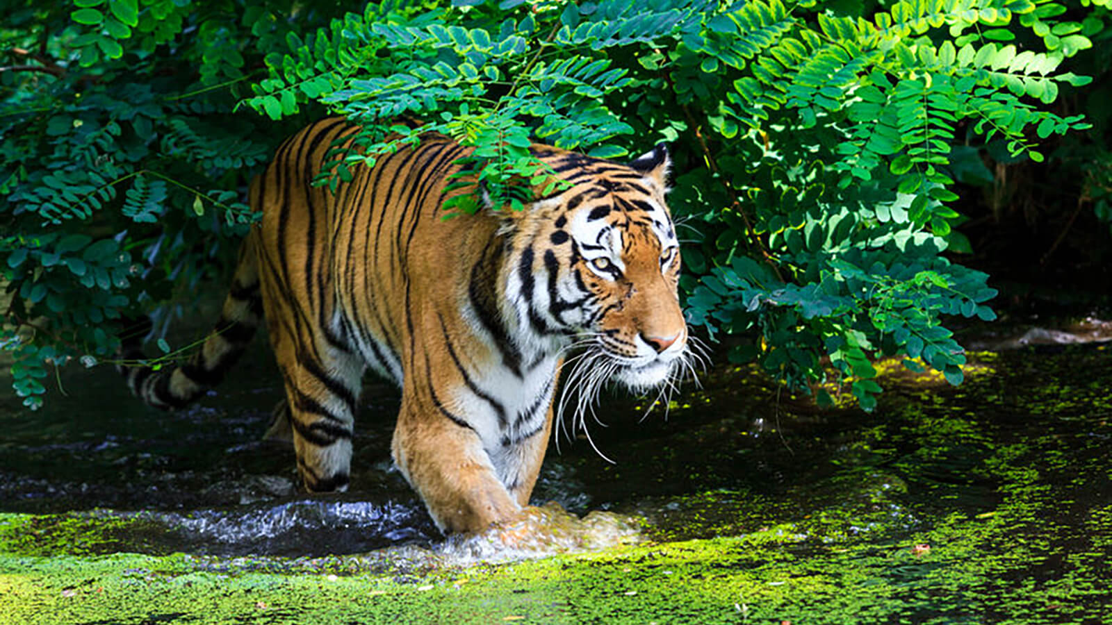 Tiger in Kaziranga - Northeast India Travel