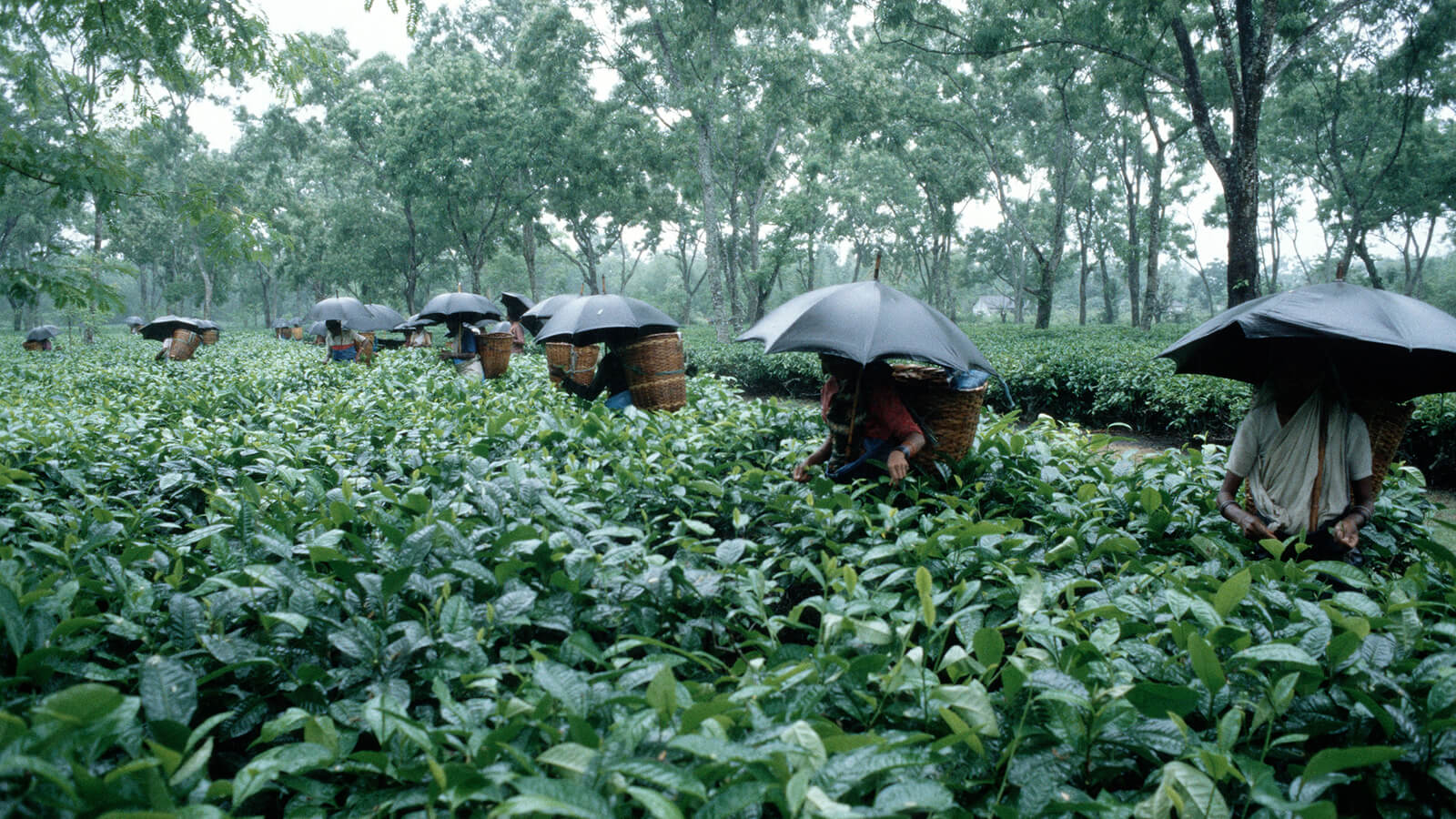Tea Estate - Tea Plantation Stays in Assam