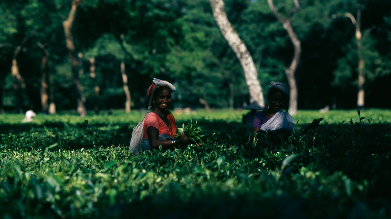 Plucking Tea - Assam Tea Plantation Tour