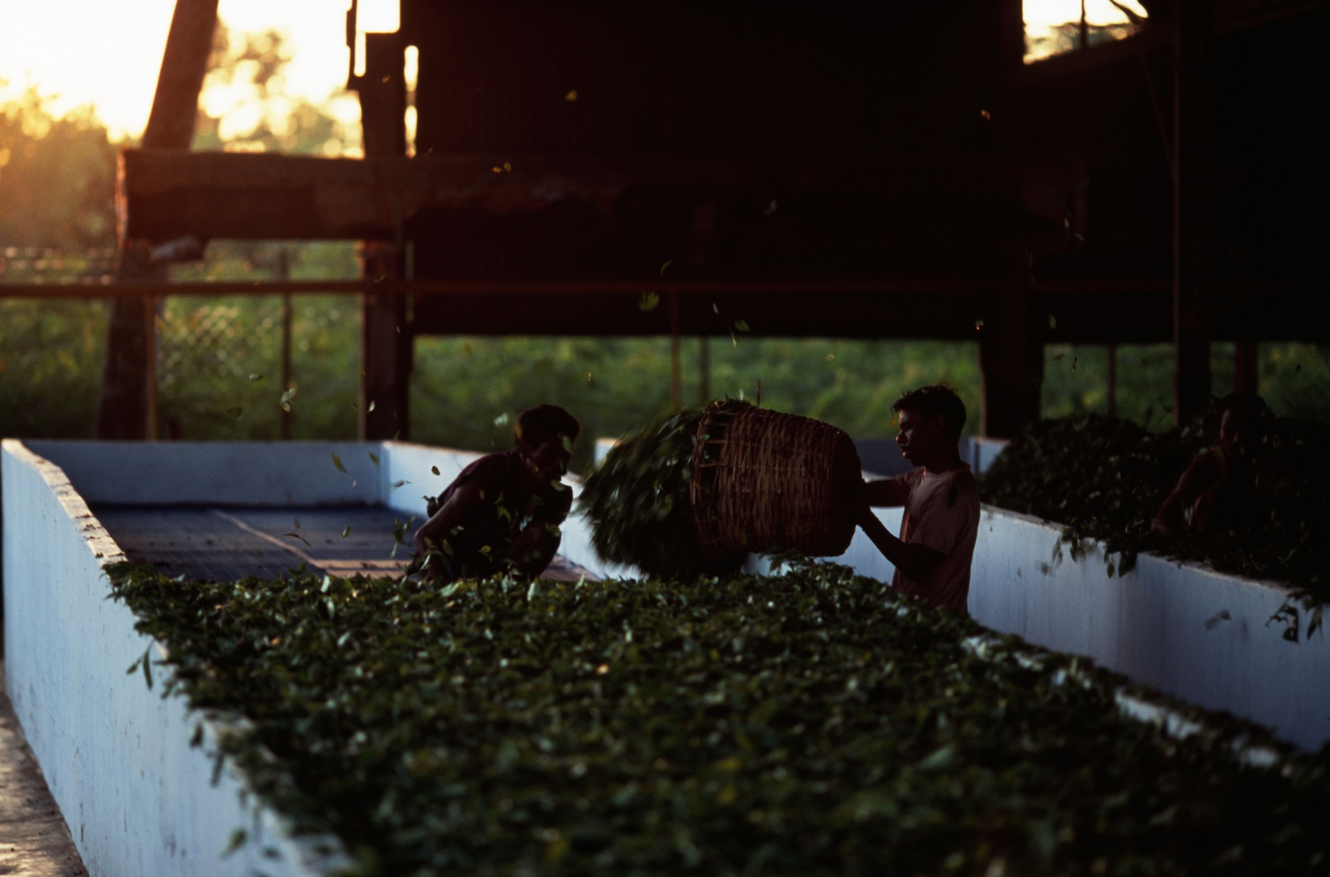 travelling to a tea factory in assam