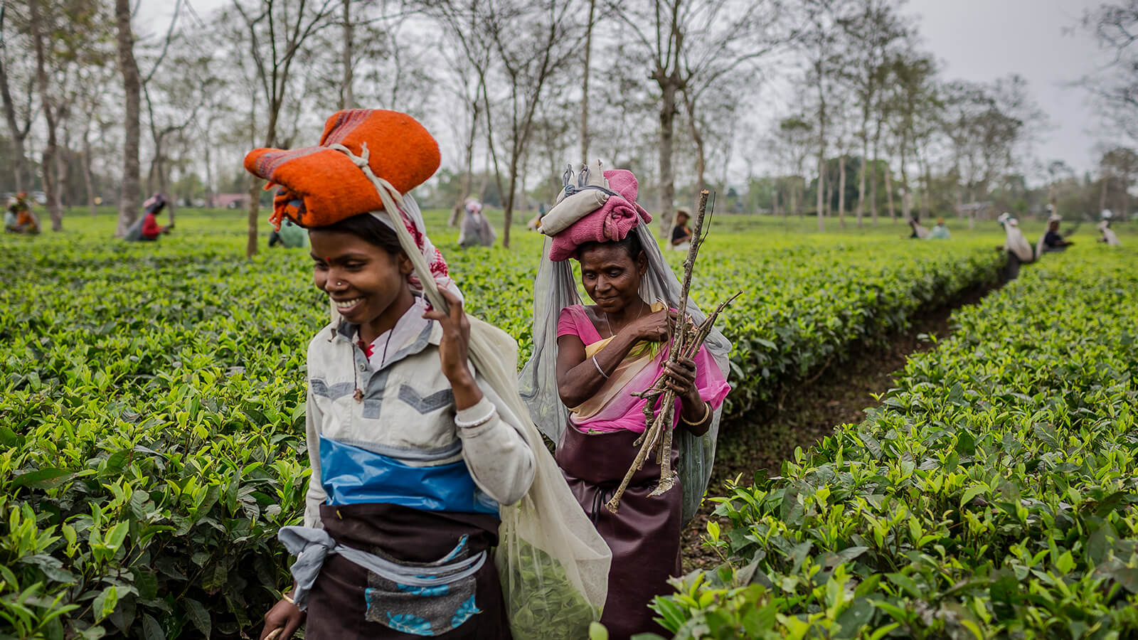 Pluckers - Tea Plantation Stays in Assam