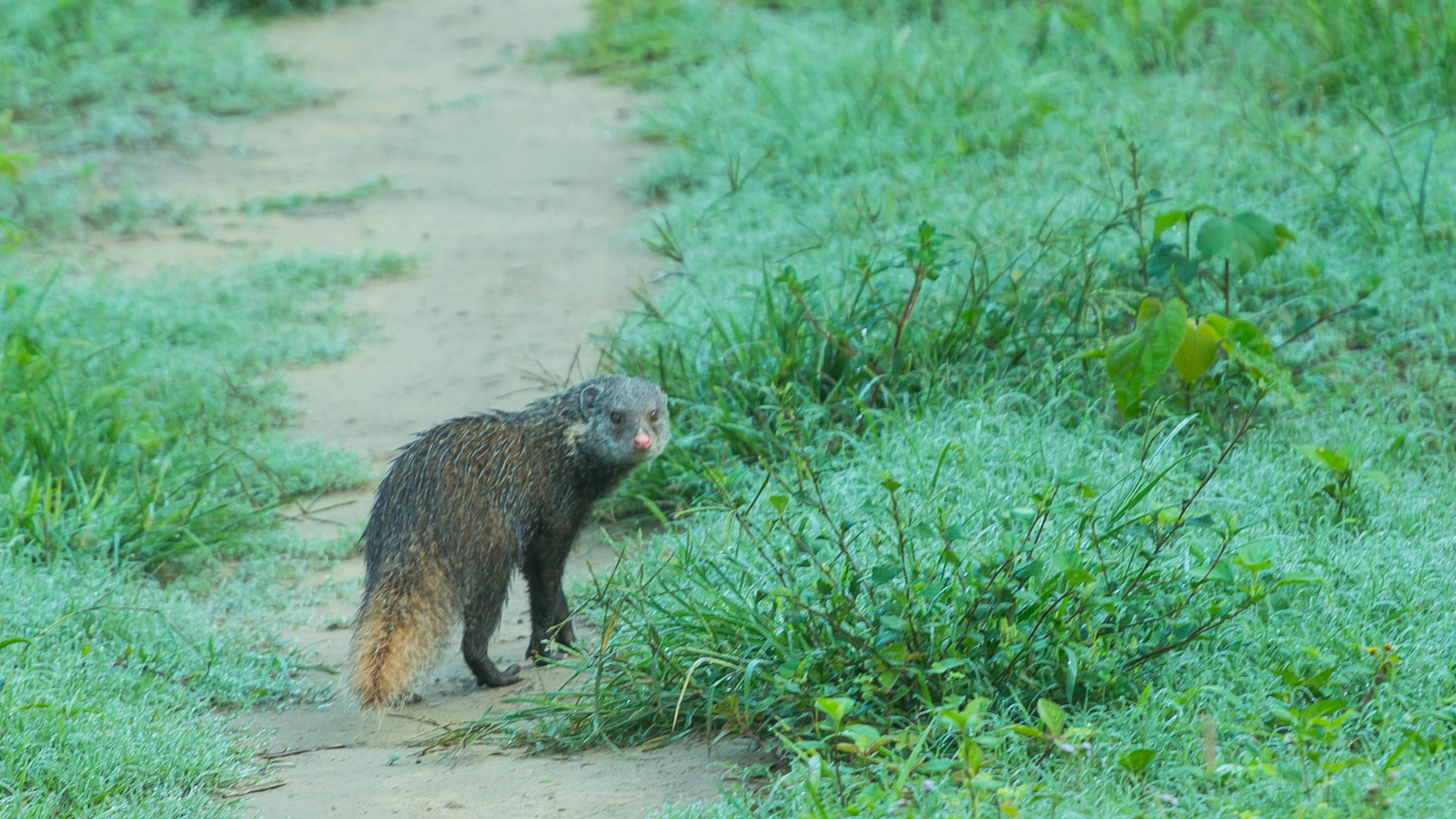 wildlife of manas national park