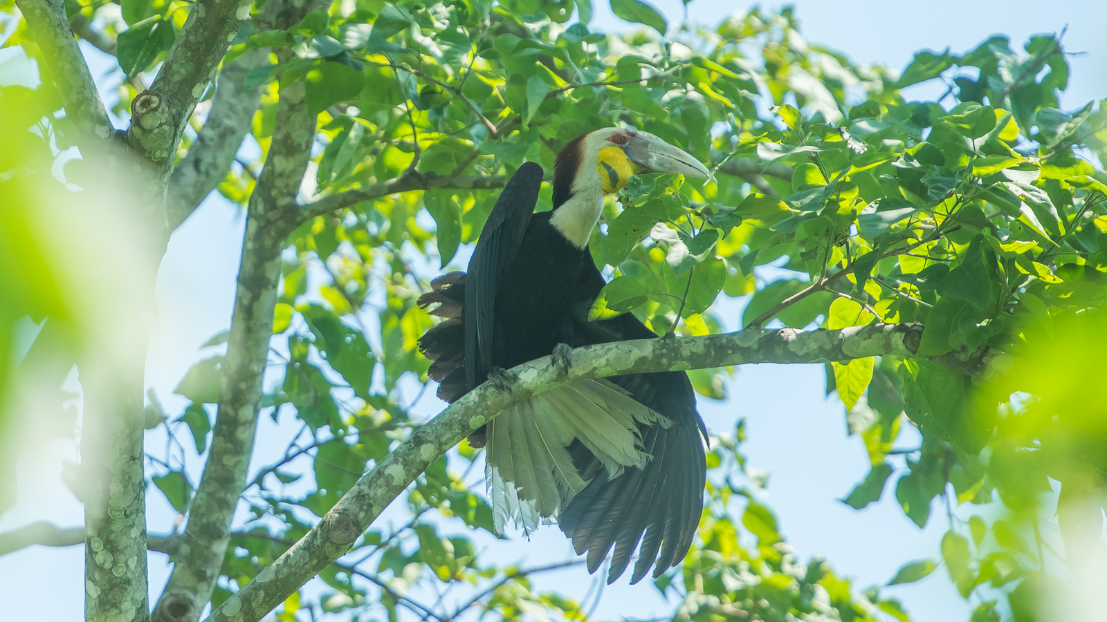 wrethed hornbill in namdapha national park