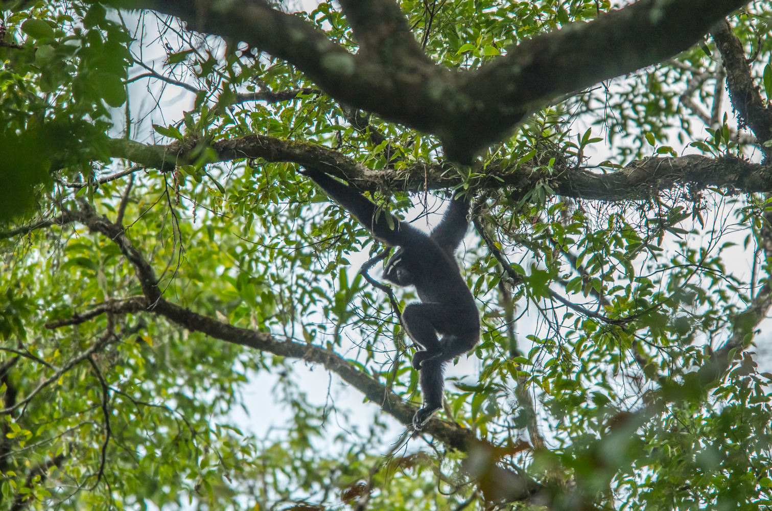 gibbon at namdapha national park