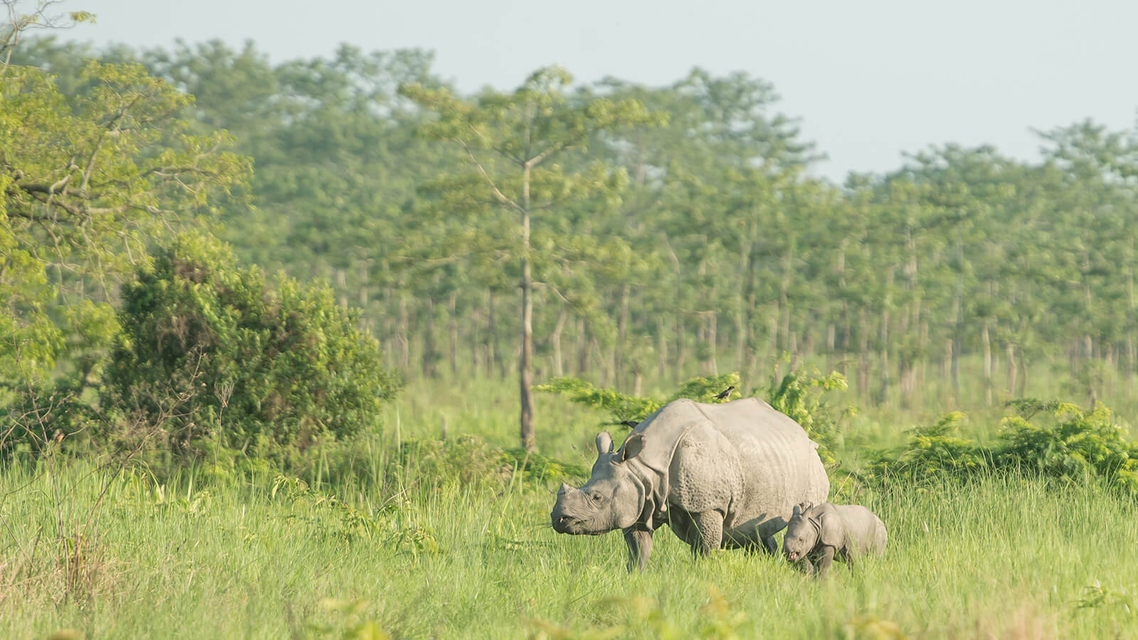 Rhino in Manas - Northeast India Wildlife Tour