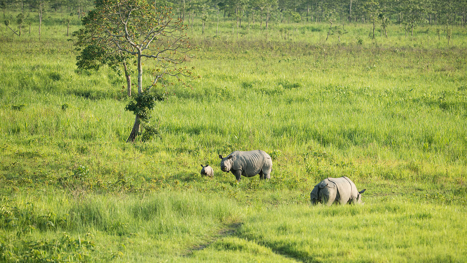 Rhinos - Brahmaputra River Cruise in Assam