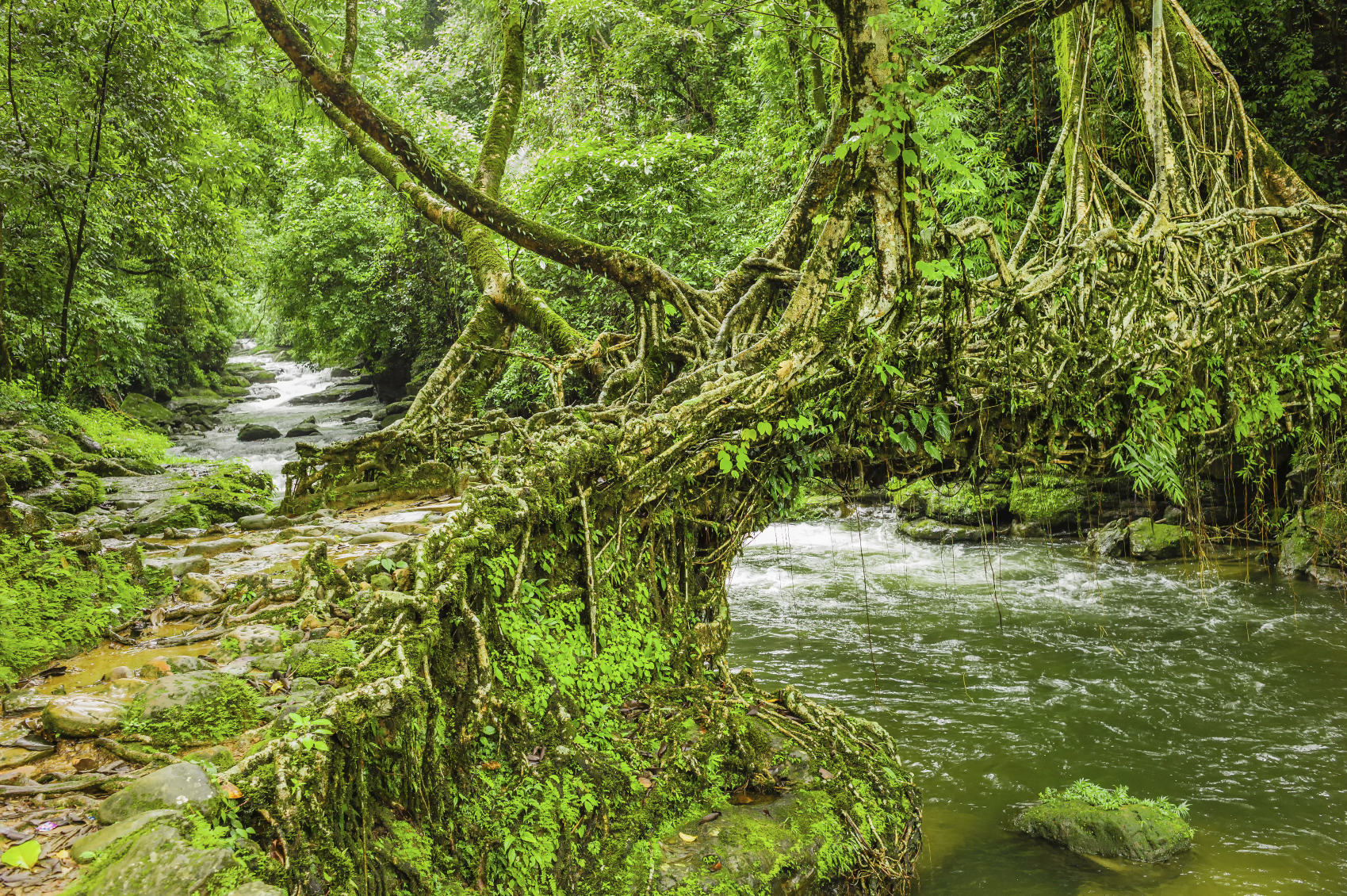 living root bridges of meghalaya