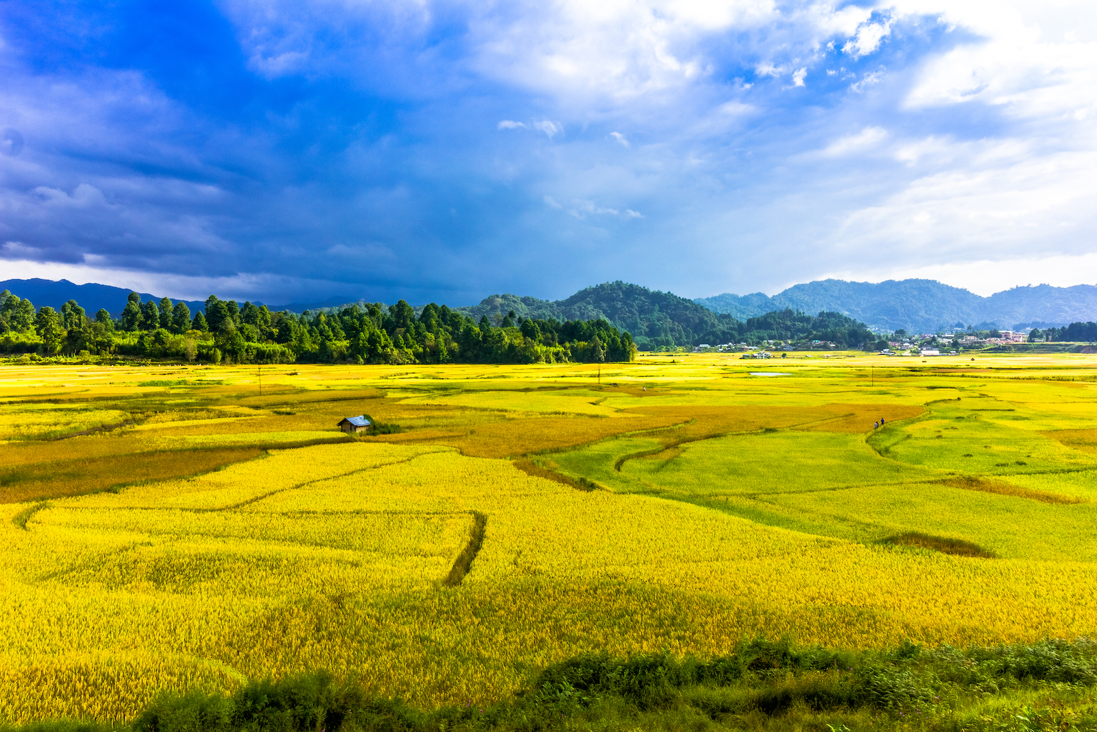 Rice Fields of Ziro Valley in Arunachal Pradesh