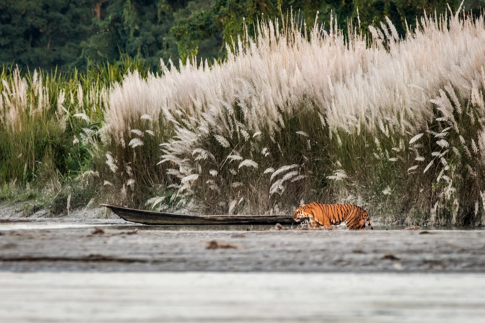 northeast india wildlife tour